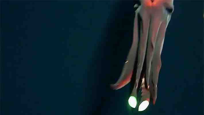 Video | Científicos graban una rara especie de calamar bioluminiscente en aguas del Pacífico: &#34;Tuvimos mucha serte&#34;