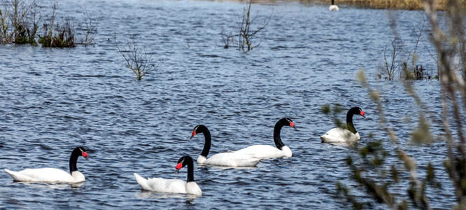 RÉCORD: 30% más de cisnes de cuello negro que en abril del 2019