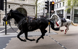 Dos de los caballos del Ejército británico que escaparon y galoparon desbocados por Londres están graves
