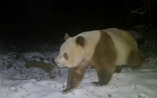 Avistan en China un raro ejemplar salvaje de panda pardo: La última vez que se vio uno fue en 2018