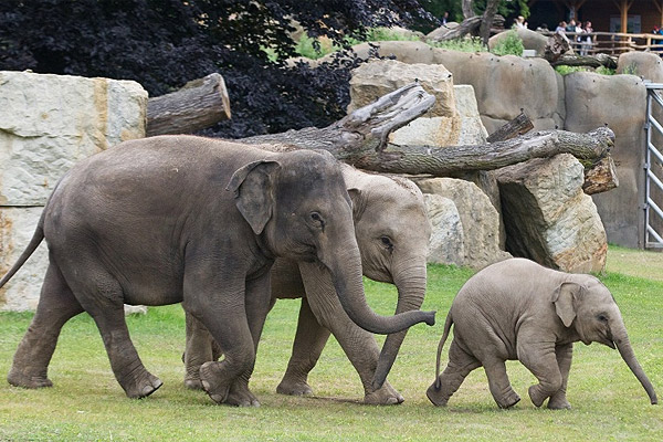 ¿Papel de esti&eacute;rcol de elefante? S&iacute;, en el zool&oacute;gico de Praga se fabrica
