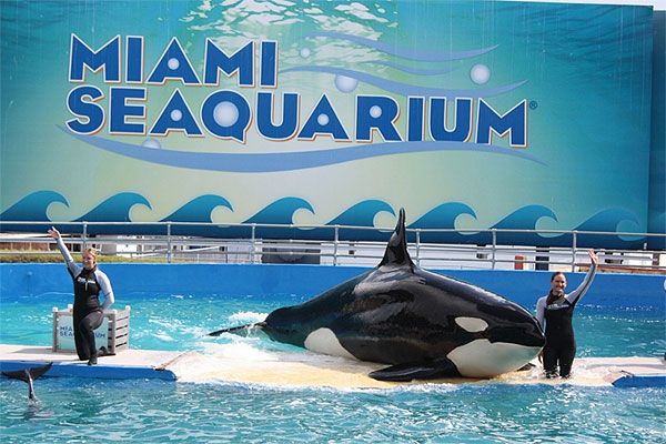 PETA denuncia que orca sufre da&ntilde;os f&iacute;sicos y mentales en Miami Seaquarium: parque lo desmiente