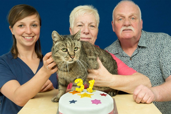 Un Matusalén gatuno: Aseguran que este gato tiene 31 años y que es el más longevo del mundo