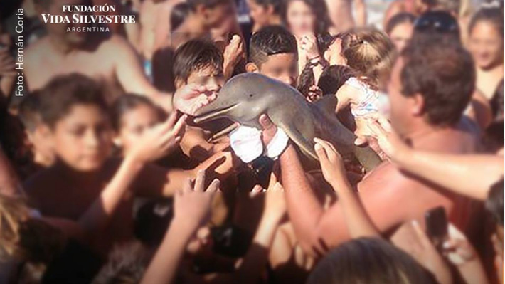 Buenos Aires: Indignación por nuevo caso de delfín que muere luego que turistas lo sacaran del agua para tomarse fotos