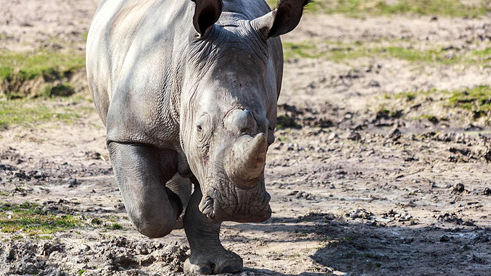 Impacto e indignación: matan a rinoceronte blanco en zoo de París para robar su cuerno