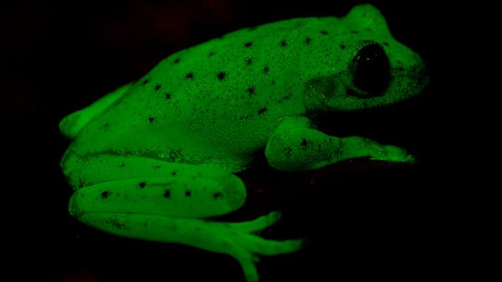 Descubren el primer anfibio fluorescente conocido hasta ahora