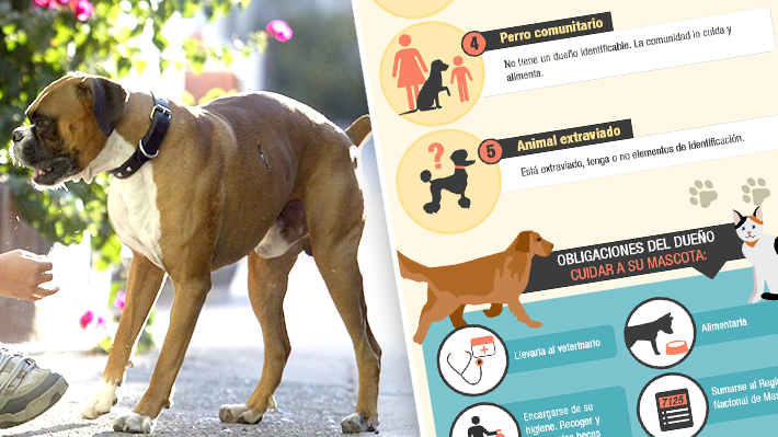 Infografía: Conoce cómo es el proyecto que norma la tenencia responsable de mascotas