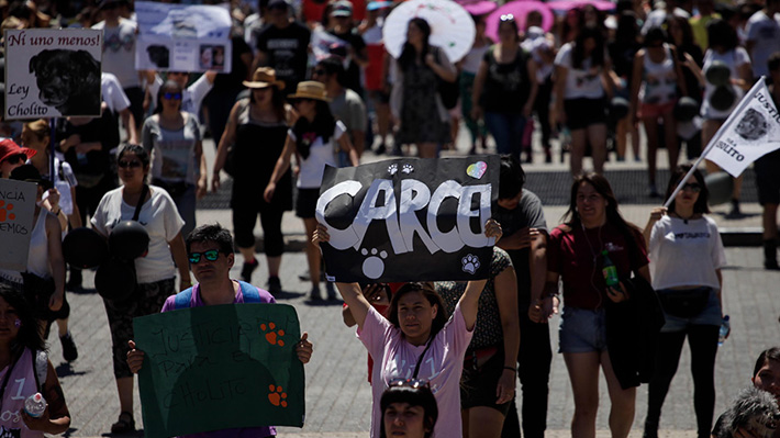 Tenencia responsable de mascotas: 