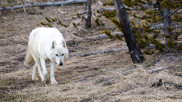 Ofrecen millonaria recompensa para dar con el autor del asesinato de una rara loba blanca en Yellowstone