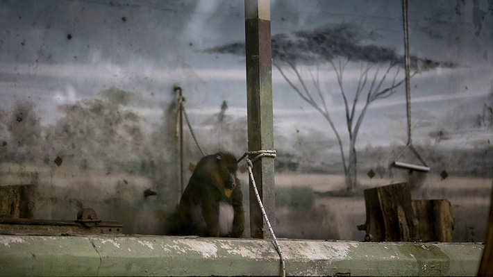 A un a&ntilde;o de su cierre, zool&oacute;gico de Buenos Aires mantiene a sus animales enjaulados