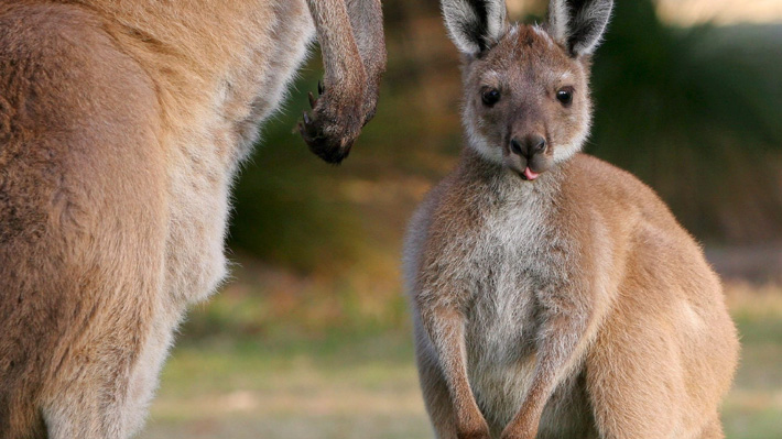 Horror en Australia tras el hallazgo de un canguro abatido y atado a una silla en una carretera