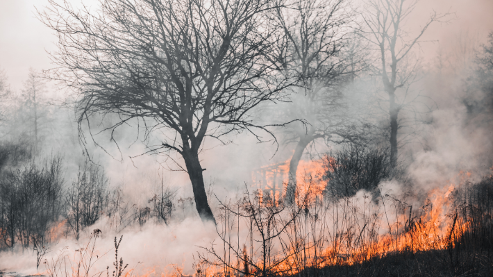 Programa Activa Recuperación: Emprendedores afectados por los incendios de Valparaíso podrán recibir subsidio