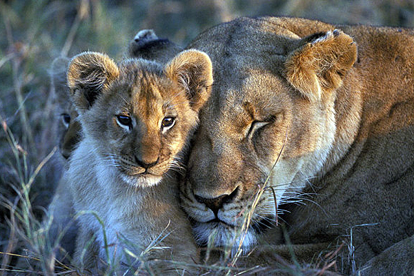 Ocho leones mueren envenenados en la reserva Masai Mara de Kenia 