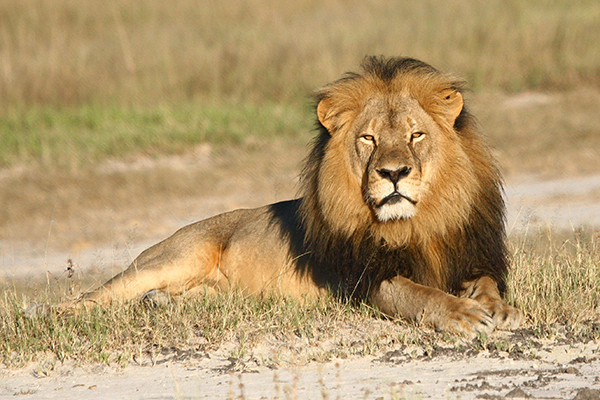 . clasifica a los leones africanos como especies en peligro de  extinción 