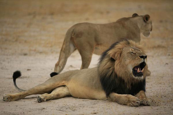 Estados Unidos clasifica a leones africanos como especie en 