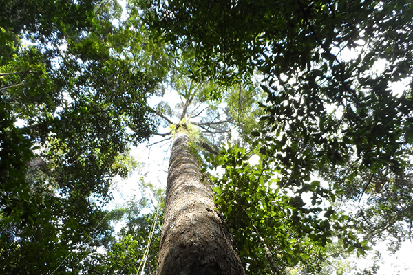 Descubren en Malasia uno de los mayores árboles tropicales del mundo |  Emol.com