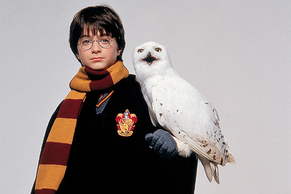 cómo utilizar Descortés cómo Obra de "Harry Potter" no usará lechuzas reales luego de que un ave se  escapara | Emol.com