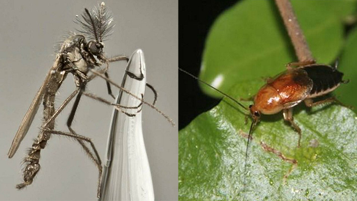 La Cruzada Chilena Por Los Bichos Raros Emol Com