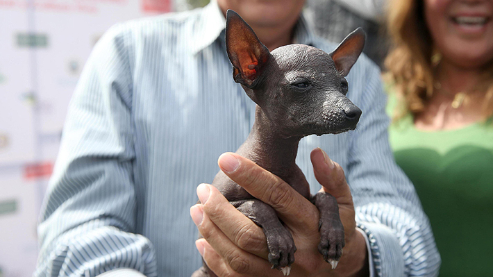despreciado, a patrimonio nacional: la reivindicación del perro pelo de Perú Emol.com
