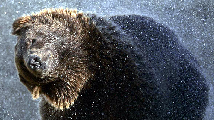 Familia fue testigo de cómo un oso pardo atacó y mató al cuidador de un zoo en Suecia