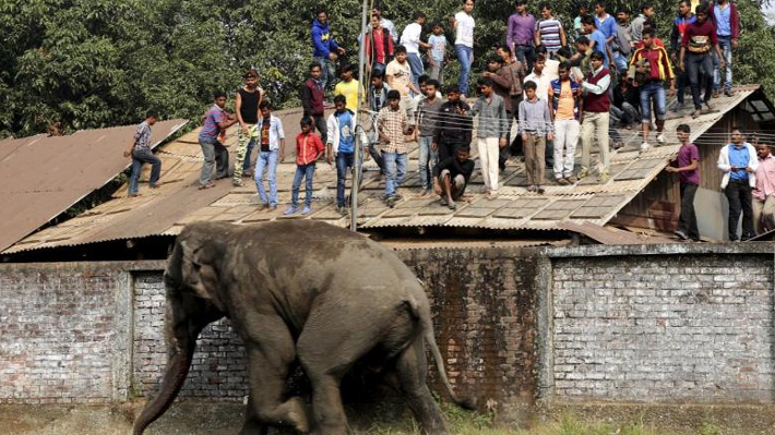 Elefante que mató a 15 personas en India fue abatido por francotirador