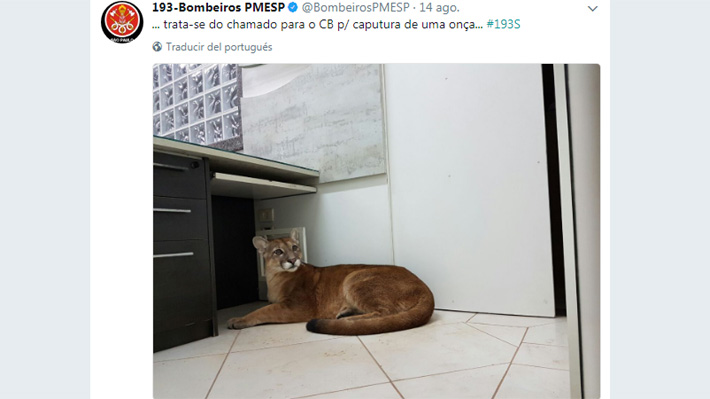Puma aterrorizó a empleados de una oficina en Sao Paulo