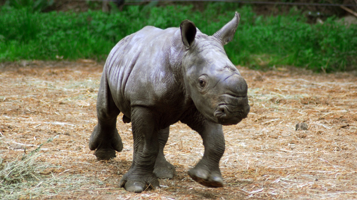 Conoce a "Pantaleón", la primera cría de rinoceronte blanco que nace en Chile