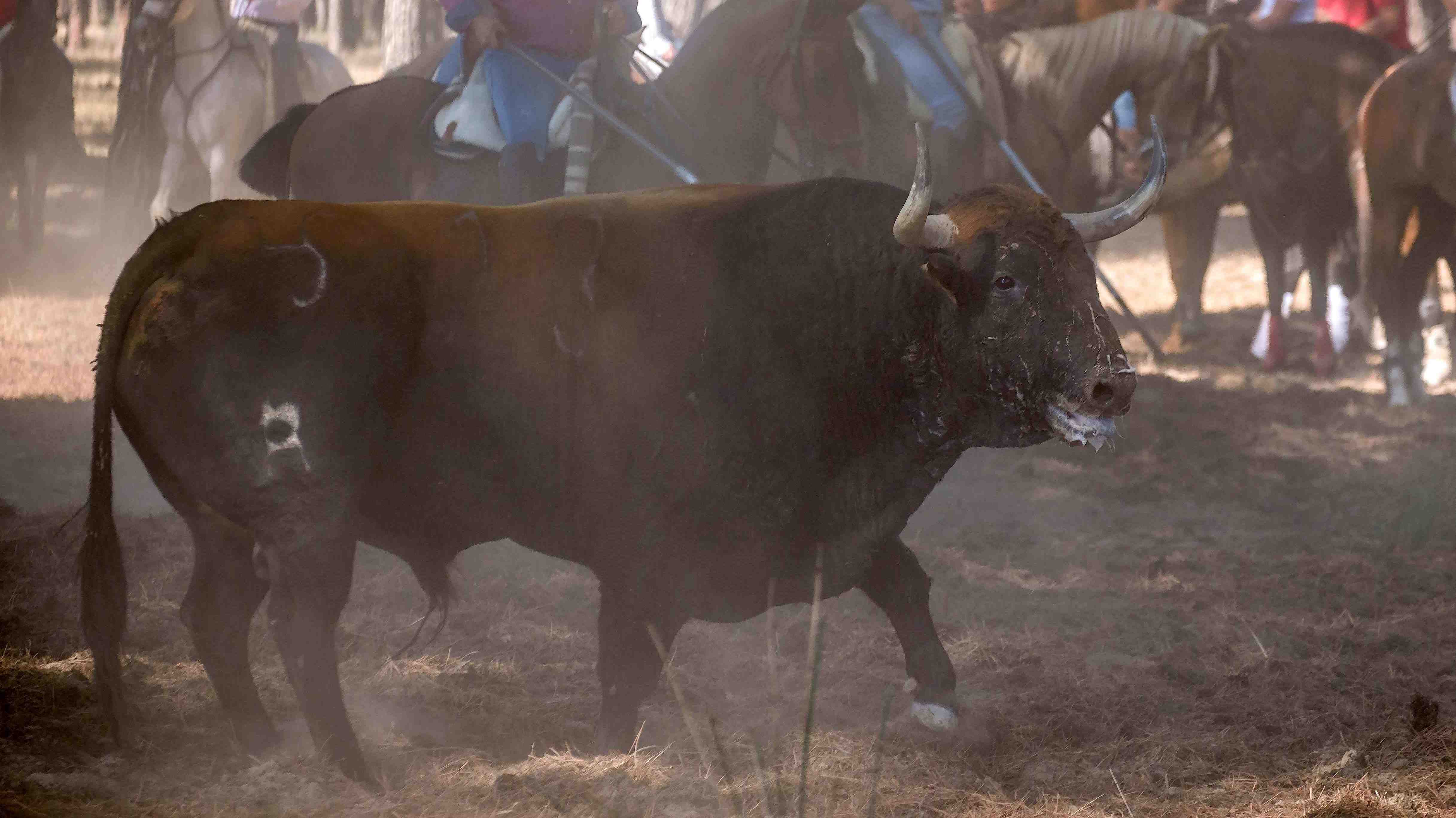 Video: Toro escapa de un corral, salta una valla y deja a tres personas  heridas en un rodeo en Oregon | Emol.com