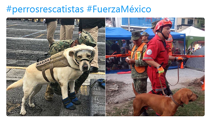 Frida y Titán, los perros rescatistas que se han convertido en héroes tras terremoto en México