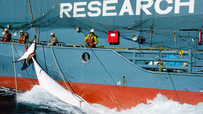 Japón capturó 177 ballenas en el Pacífico y aseguró que fue con "fines científicos"