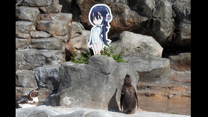 Japón llora la muerte de romántico pingüino que se enamoró de un dibujo