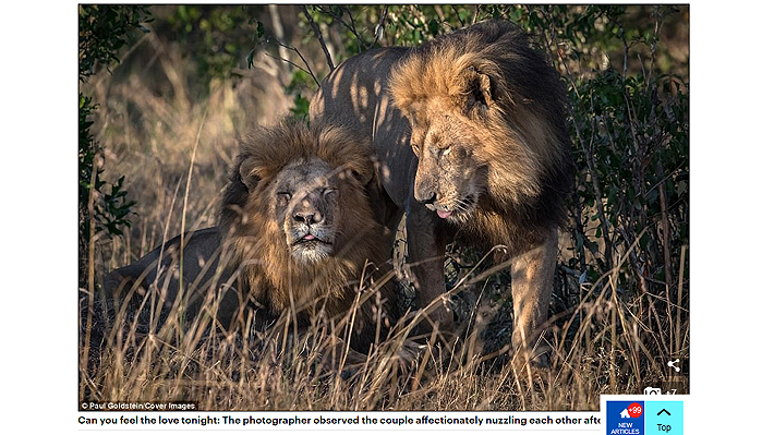 Captan a dos leones machos en actitud 