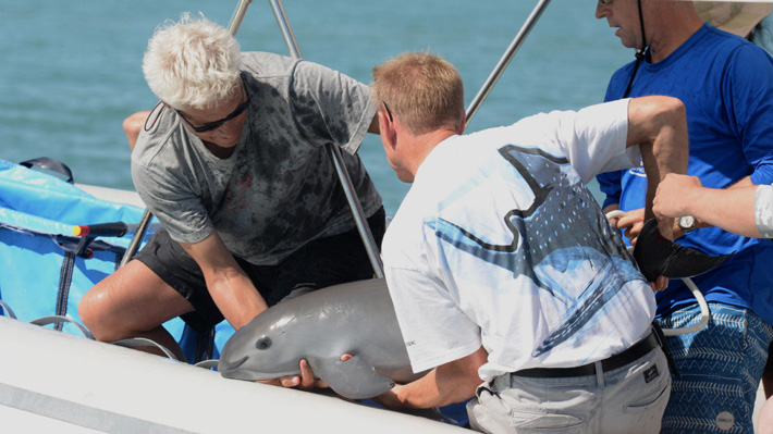 Vaquita marina que fue capturada para salvar a su especie, murió en manos de científicos mexicanos