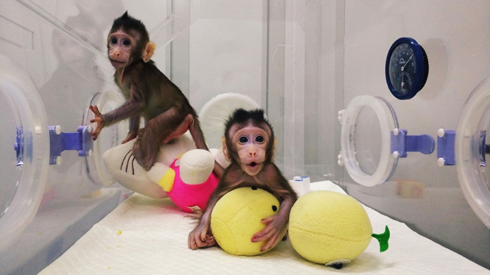 Científicos chinos clonan monos por primera vez con el mismo método de la oveja "Dolly"