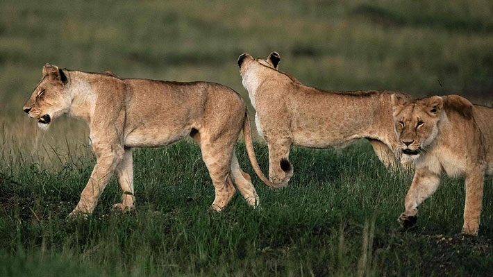 Cazador ilegal muere devorado por un grupo de leones en Sudáfrica 