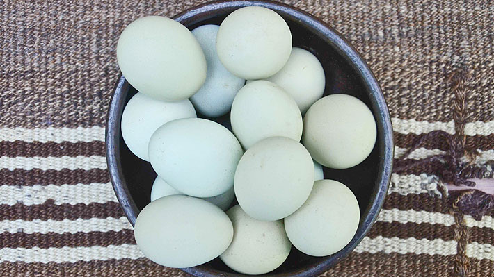 Francia prohibirá los huevos que no sean de "gallina feliz" a partir de 2022
