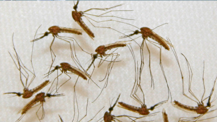 Bloquear el virus de la malaria directamente en los mosquitos sería posible con la edición genética