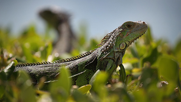 Con un golpe en la cabeza: El método de exterminio de iguanas que generó indignación en Florida
