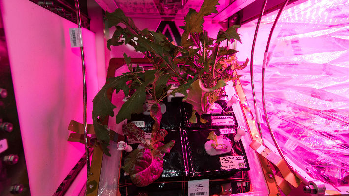 La comida del futuro: Astronautas logran cultivar vegetales en la Estación Espacial Internacional