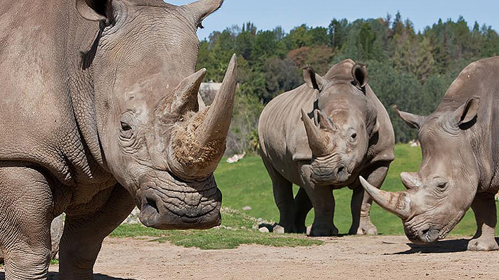 Anuncian proyecto de clonación del rinoceronte blanco del norte para evitar que se extinga