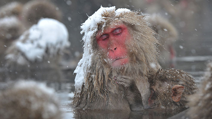 Descubren que famosos monos japoneses se bañan en aguas termales para relajarse y mejorar su ánimo