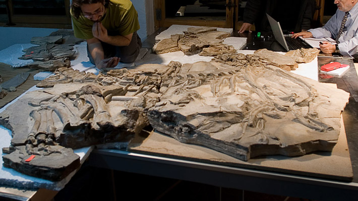 Fósil de dinosaurio semiarticulado es encontrado en Magallanes