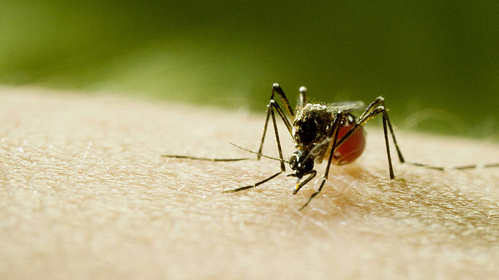 Dengue y fiebre amarilla en Chile: Las 24 comunas del norte donde podría desarrollarse el mosquito