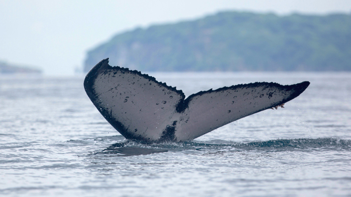 Museo Nacional de Historia Natural reabre sus puertas con la incorporación de una réplica de cola de ballena