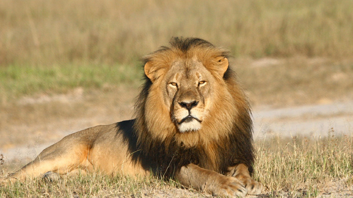 Propietario de una reserva silvestre fue atacado por un león en Sudáfrica |  