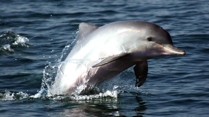 Los delfines de río del Amazonas se encuentran en peligro: Su población se reduce a la mitad cada década