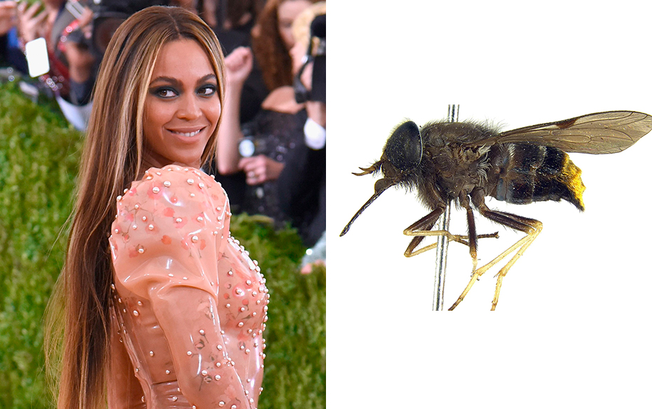 Desde Beyoncé a Sebastián Piñera: Siete insectos que fueron bautizados como celebridades