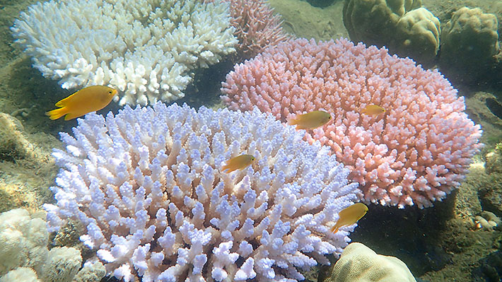 Oxibenzona y octinoxate, los componentes de los protectores solares que están dañando a los corales