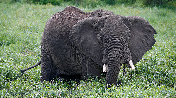 Trataba de proteger sus cultivos: Hombre fallece en Tailandia tras ataque de una manada de 30 elefantes