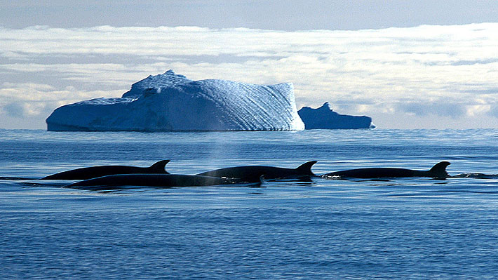 Japón habría sacrificado a más de 120 ballenas preñadas durante temporada de caza de verano en la Antártica